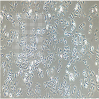 hacat人永生化表皮細(xì)胞