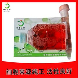 YS5974C小鼠白血病细胞WR19LATCC