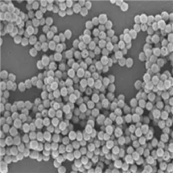 二氧化铈纳米板