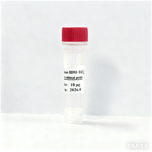 穿膜型人脑源性神经营养因子