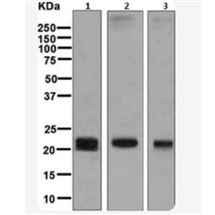 ab131259重组Anti-Claudin 5抗体
