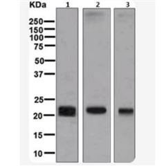 ab131259Anti-Claudin 5