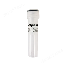 Anti-Npas4 Recombinant Rabbit Monoclonal Antibody