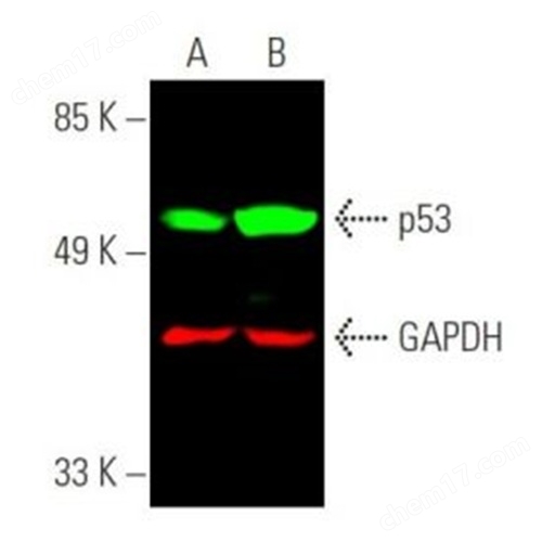 p53抗體(DO-1) 免疫沉淀(IP)專用抗體