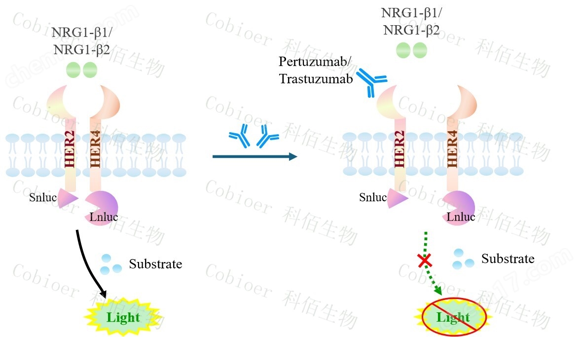 ERBB2&ERBB4 Dimerization CHO