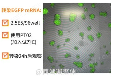 MT-4细胞转染新突破！ProteanFect用户反馈