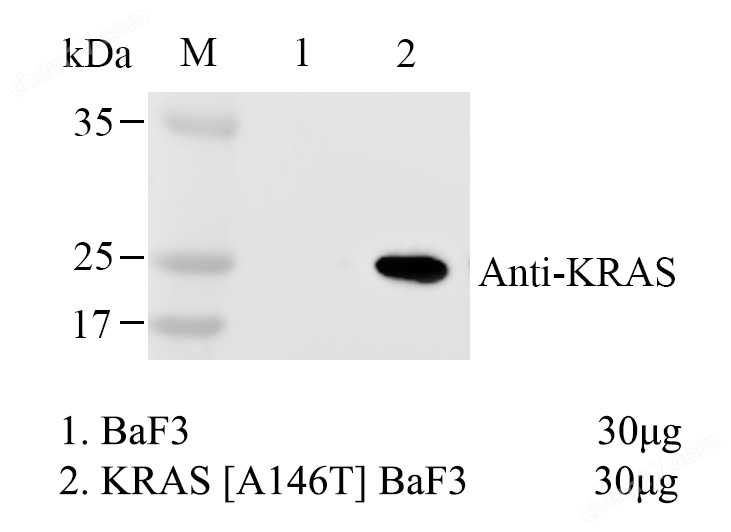 KRAS A146T BaF3
