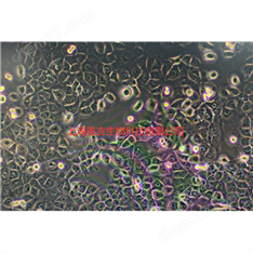 小鼠骨肉瘤成骨細(xì)胞K7M2WT(K7M2wt)