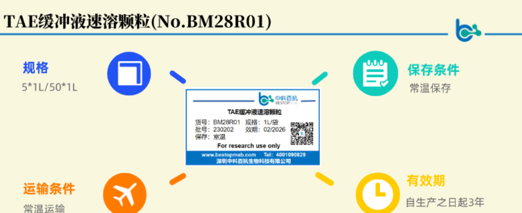 TAE與TBE電泳緩沖液：性能差異與應用場景解析