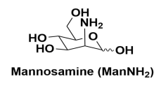 请详细介绍一下D-甘露糖胺的生物合成途径。
