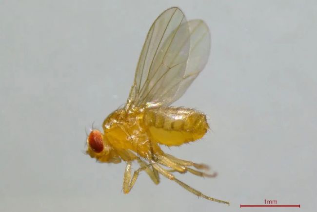 顯微課堂 | Drosophila(果蠅)研究顯微鏡使用指南