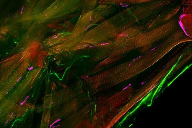 顯微課堂 | Drosophila(果蠅)研究顯微鏡使用指南