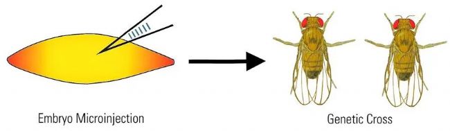 顯微課堂 | Drosophila(果蠅)研究顯微鏡使用指南