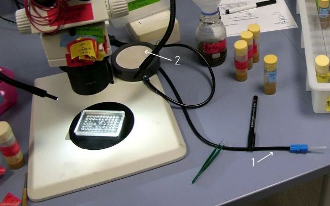 顯微課堂 | Drosophila(果蠅)研究顯微鏡使用指南
