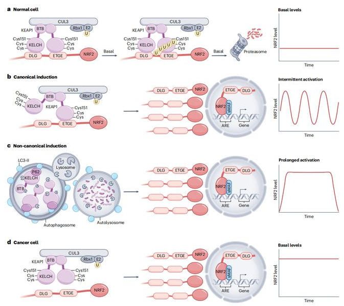 20250910-nature-data 《Nature》:免疫抑制巨噬細胞的“七寸