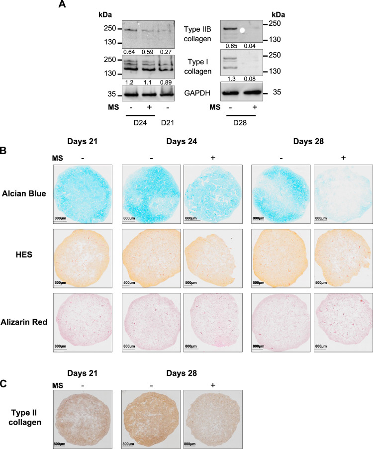 机械刺激马源骨髓间充质基质细胞体外软骨模型可触发骨关节炎特征