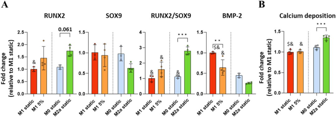 巨噬细胞的机械免疫调节通过调节血管生成和成骨作用影响骨折愈合的再生环境