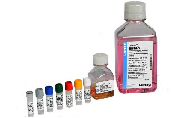 LONZA原代人主动脉内皮细胞HAEC, Human Aortic Endothelial Cells产品介绍