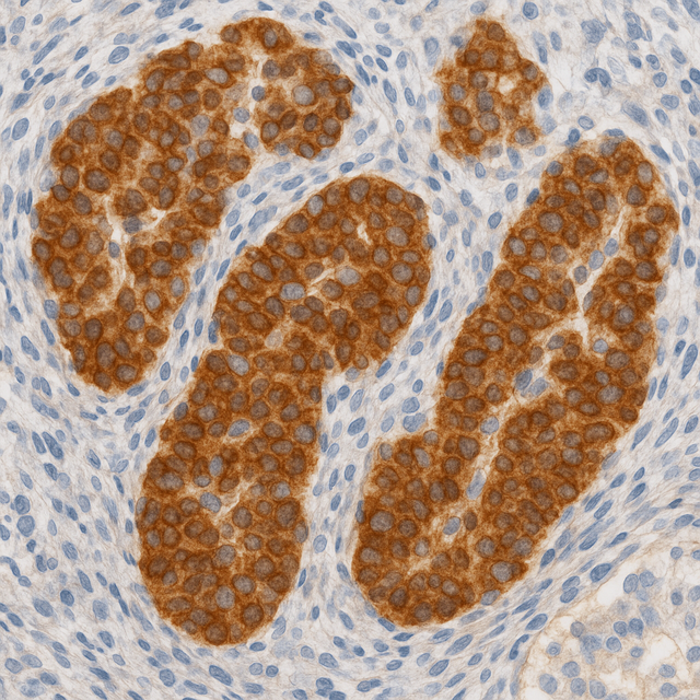 英国stjohnslabs（St John's Laboratory）代理商 2026授权代理-AMJS澳金沙门