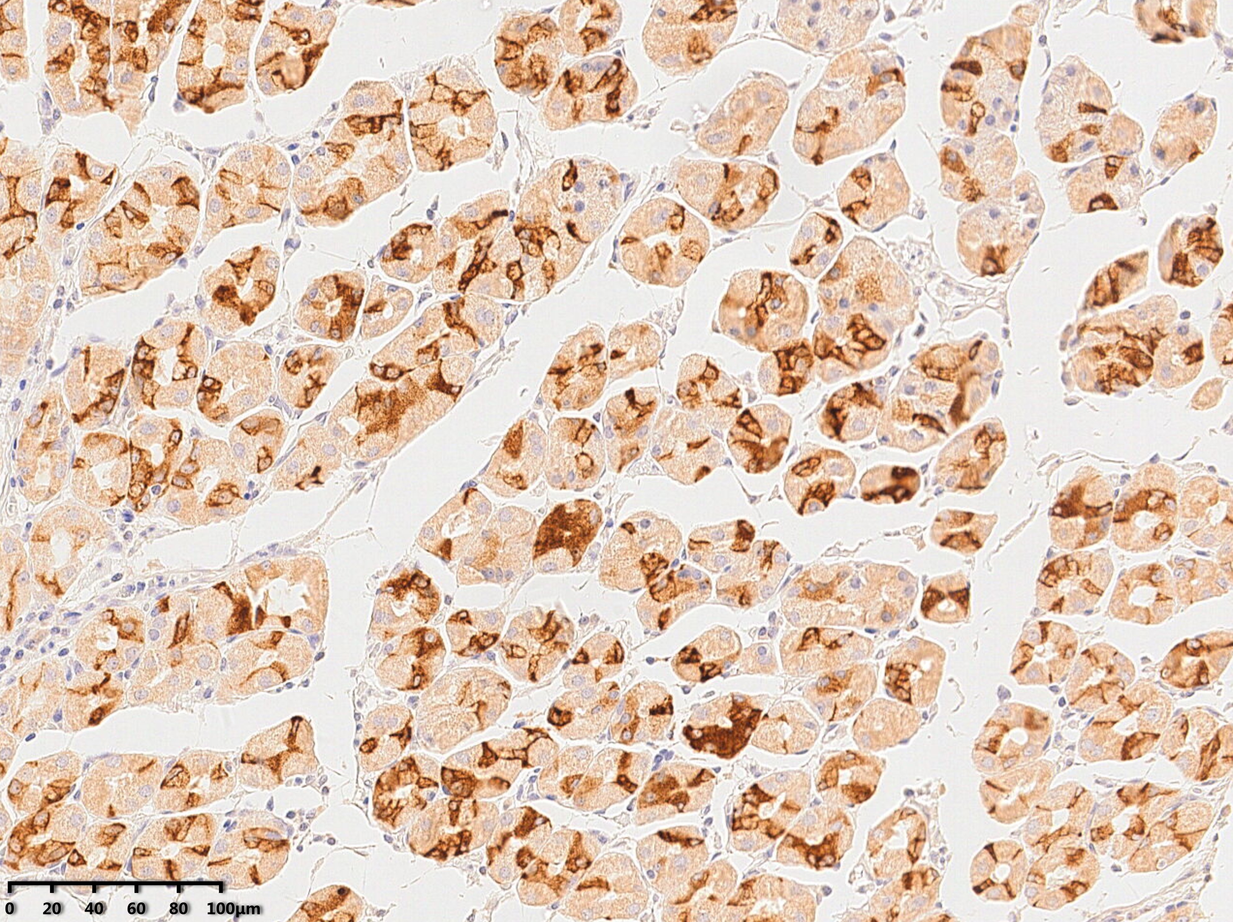 傲锐东源ORIGENE代理商 2026授权代理-AMJS澳金沙门