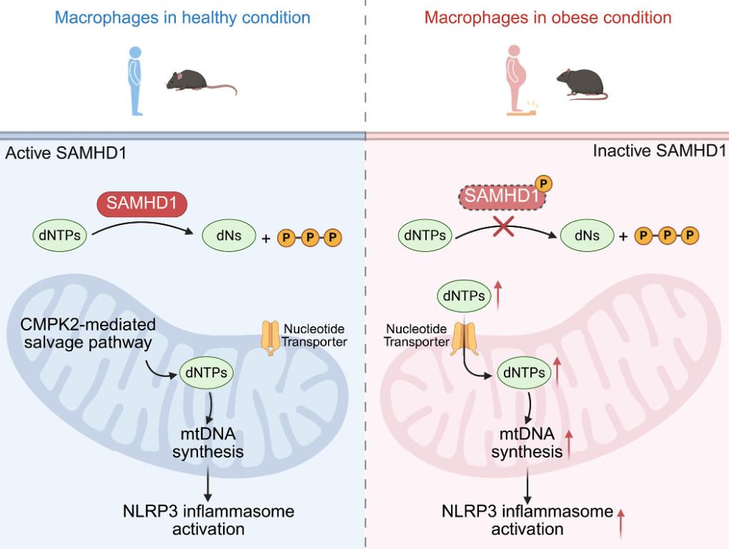 《Science》:巨噬細(xì)胞NLRP3 炎癥小體被肥胖下核苷酸代謝異常過(guò)度炎性激活