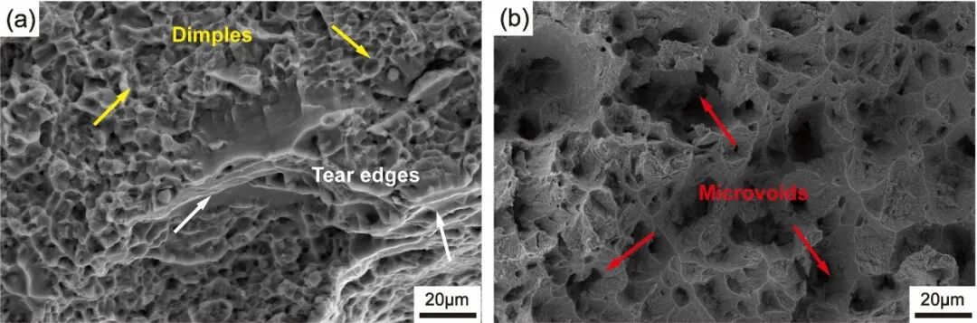 黑白之间的微观真相:扫描电镜与原位SEM如何揭示材料结构与演化