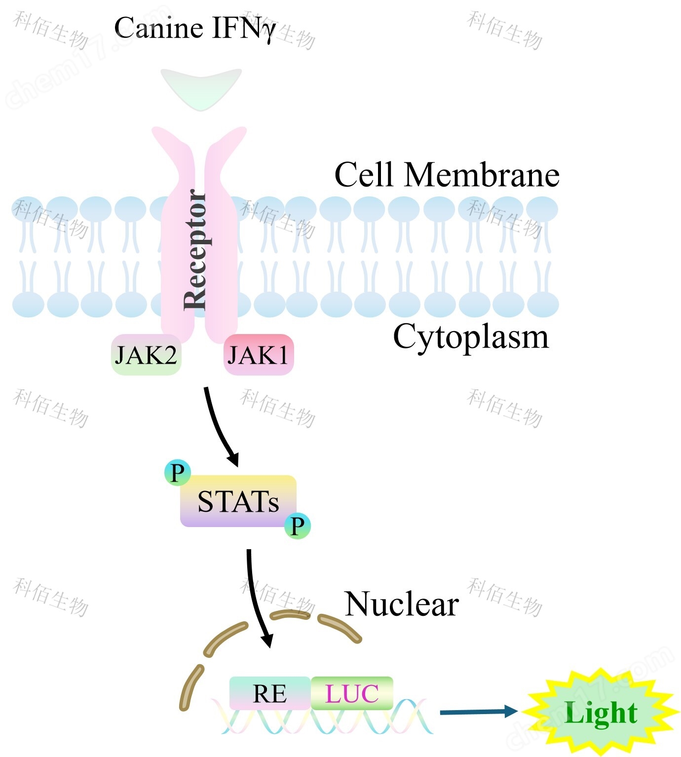 Canine IFNγ Effector Reporter Cell
